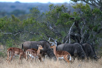 Impala with Wildebeest