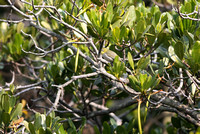 Zosterops japonica in Kandelia obovata