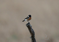 African Stonechat