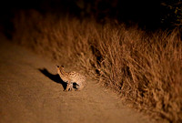 Cautious on the Track