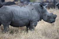 Ceratotherium simum in a Buffalo Herd