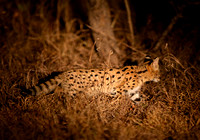 Full-length Serval