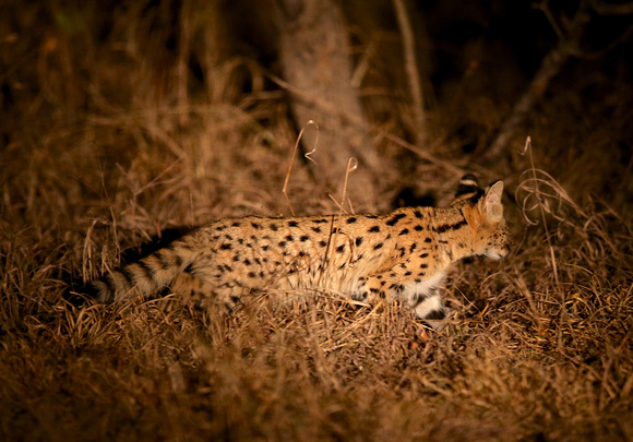 Full-length Serval