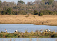 Mycteria ibis Group