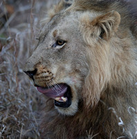 Big Cat Yawn