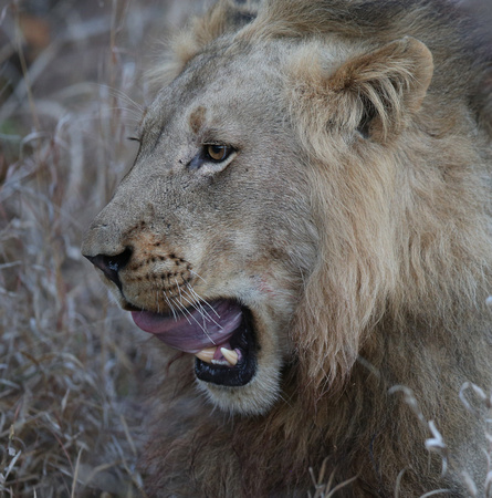 Big Cat Yawn