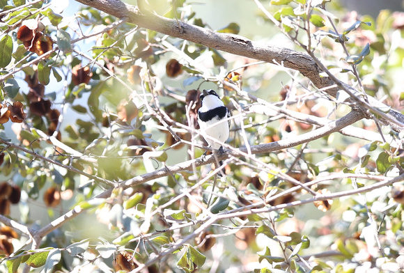 Chinspot Batis