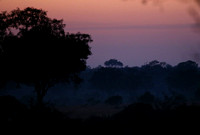 Dawn Tones