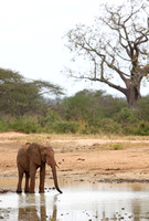 Tsavo West — Elephant, Large Baobab, Acacia, Waterhole