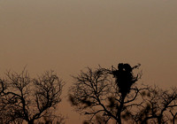 Buzzards in a Nest