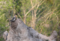Perched on the Rim