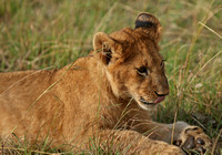 Kenya - Lion Portraits