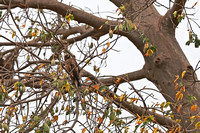 Tsavo West — Circaetus cinerascens