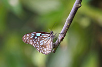 香港 - Ideopsis similis (Ceylon Blue Glassy Tiger) on Peng Chau Island