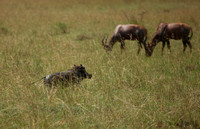 Kenya - Warthogs in Savannah Grass with Topi