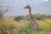 Tsavo West — Masai Giraffe Bachelor Herd