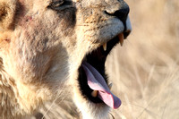 Fangs and Tongue