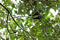 Singapore - Aplonis panayensis (Asian Glossy Starling) at Sungei Buloh