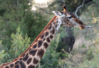 Giraffe at Sunset