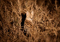 Leptailurus serval in Listening Mode