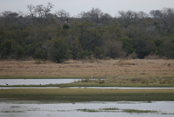 Yellow-billed Storks and Egyptian Geese in Manyeleti