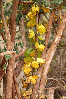 Tsavo West — Yellow Vine