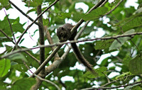 Singapore - Sundasciurus tenuis (Slender Squirrel) in Sungei Buloh
