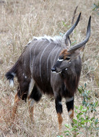 Male Tragelaphus angasii