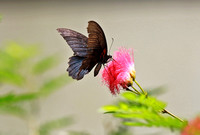 香港 - Papilio polytes (Common Mormon) on a Mimosa Tree at Kadoorie Farm
