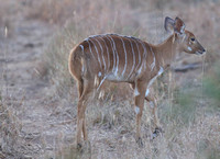 Cryptic Nyala