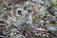 Vervet Teeth