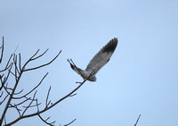 Elanus caeruleus