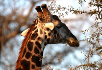 Browsing Giraffa camelopardalis