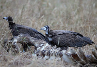 Necrosyrtes monachus Pair on a Chilly Morning