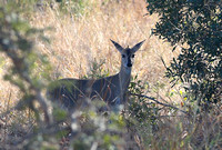 Sylvicapra grimmia