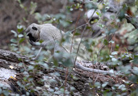 Nibbling Vervet