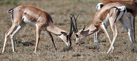 Amboseli — Nanger granti Battle