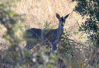 Common Duiker