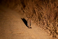 Serval Shadow