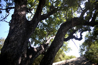 Sheltering Trees