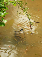 Singapore - Turtles in the National Botanic Gardens