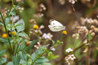 Hong Kong - Peng Chau Butterflies and Wildflowers
