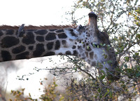 Close-range Giraffe