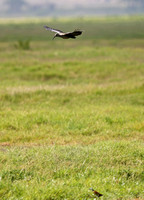 Amboseli — Bostrychia hagedash Flying Over Actophilornis africanus