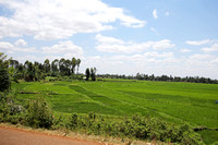 Mwea — Rice Cultivation