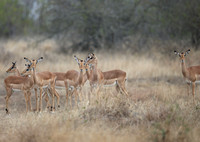 Impala Group