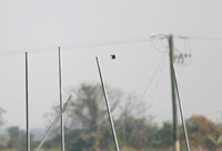 Male Saxicola maurus - 黑喉石即鸟
