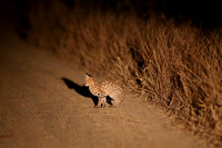 Leptailurus serval on a Manyeleti Track