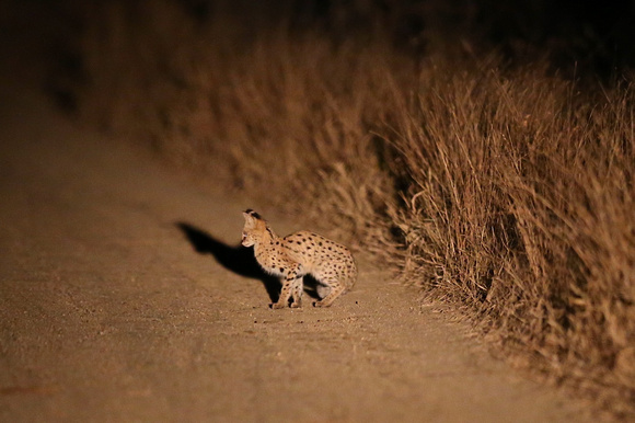 Leptailurus serval on a Manyeleti Track