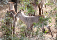 Waterbuck Mother and Calf